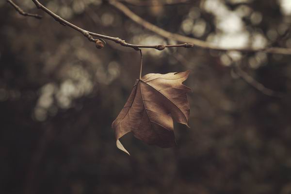 “伤春悲秋”不是矫情，季节性情感障碍是怎么回事？