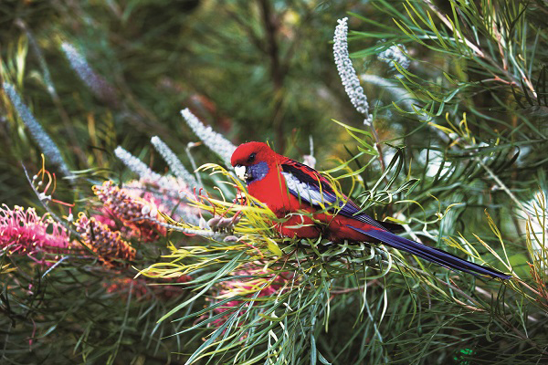 上山入海昆士兰