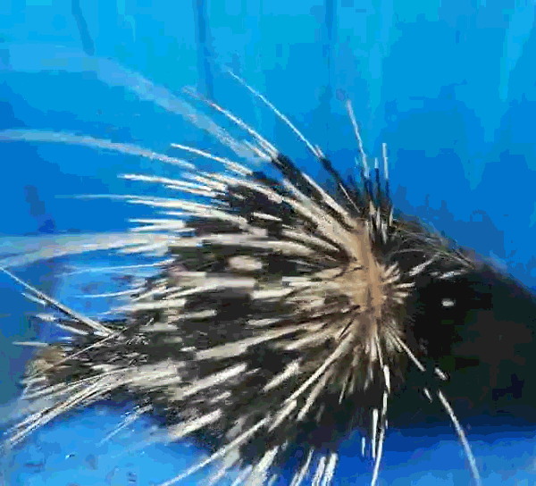 上海环境好了，这些野生动物纷纷来了