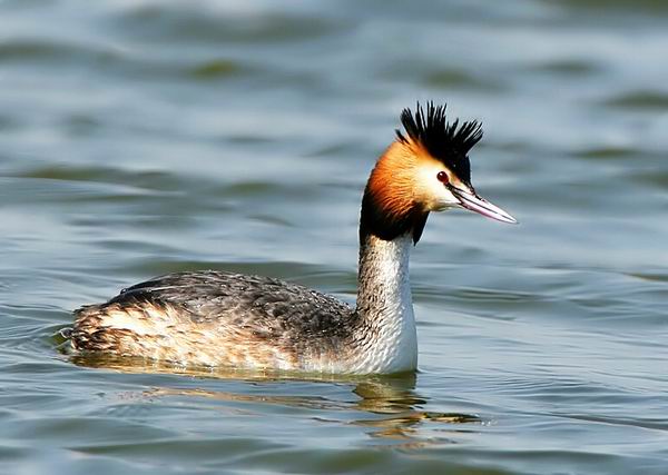上海环境好了，这些野生动物纷纷来了
