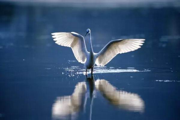 上海环境好了，这些野生动物纷纷来了