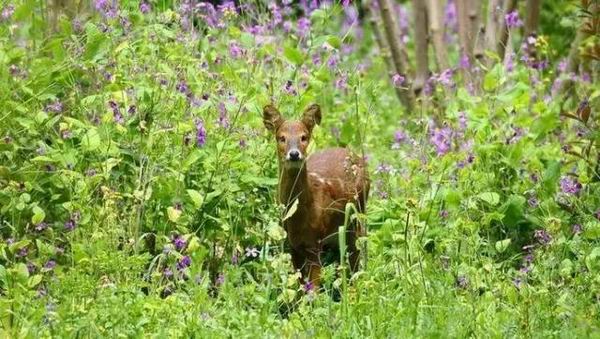 上海环境好了，这些野生动物纷纷来了
