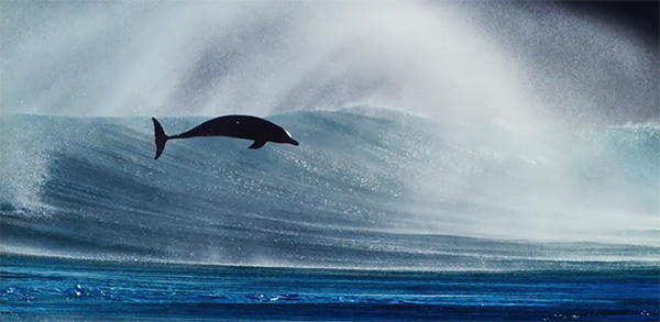 《蓝色星球2》来了，他们拍到了一条会使用工具的猪齿鱼