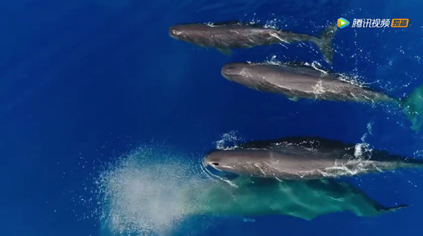 《蓝色星球2》来了，他们拍到了一条会使用工具的猪齿鱼