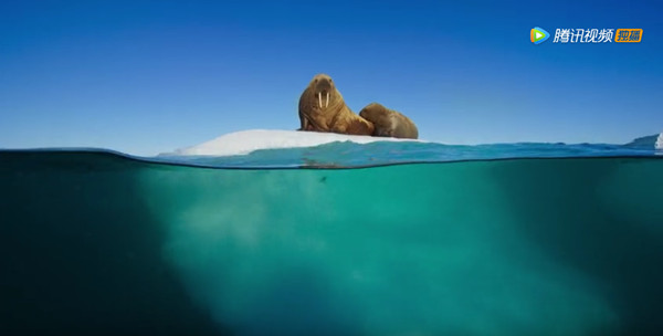 《蓝色星球2》来了，他们拍到了一条会使用工具的猪齿鱼