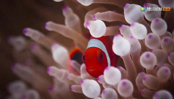 《蓝色星球2》来了，他们拍到了一条会使用工具的猪齿鱼