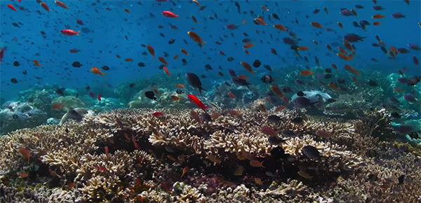 《蓝色星球2》来了，他们拍到了一条会使用工具的猪齿鱼