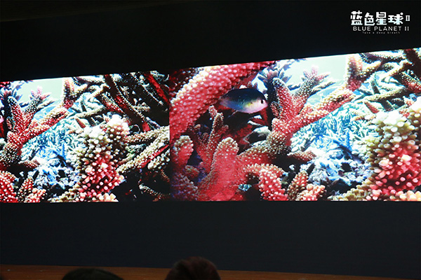 《蓝色星球2》来了，他们拍到了一条会使用工具的猪齿鱼