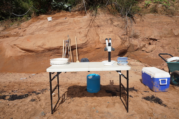 不是古生物学家也能挖恐龙化石吗？在加拿大芬迪湾就可以