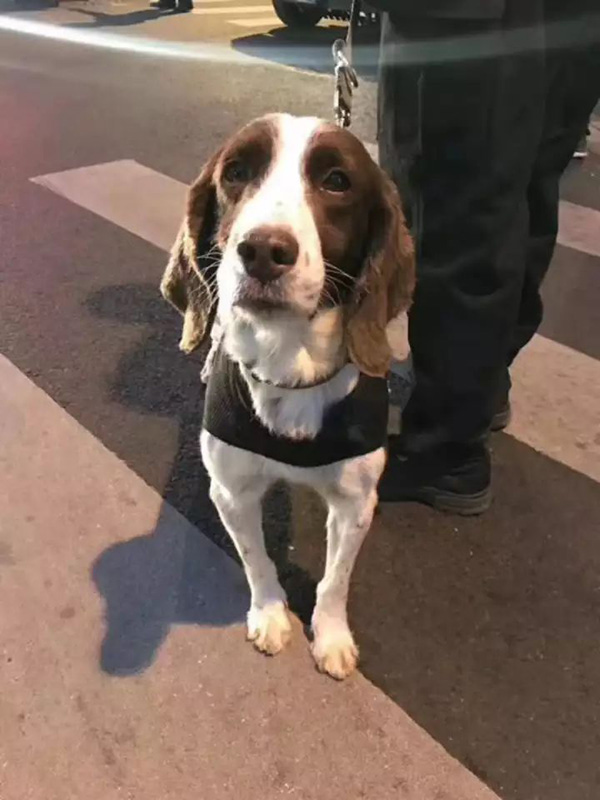 上马风景｜葫芦娃刘姥姥齐上阵，但也别忘了辛苦的加班汪