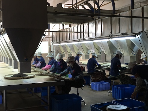 视频｜勐海普洱茶②制茶，按制药标准最大限度保留自然物质