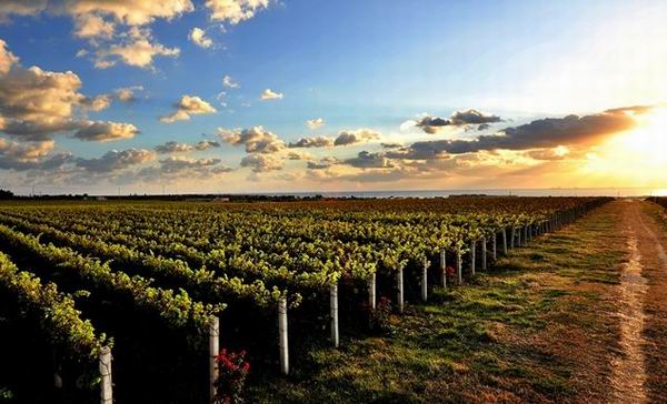 想要美食美酒与美景？你可能需要一场葡萄酒主题游
