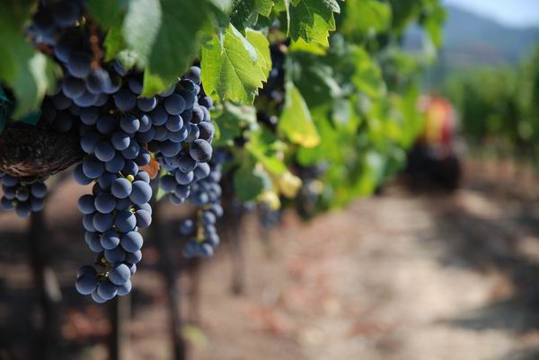 想要美食美酒与美景？你可能需要一场葡萄酒主题游