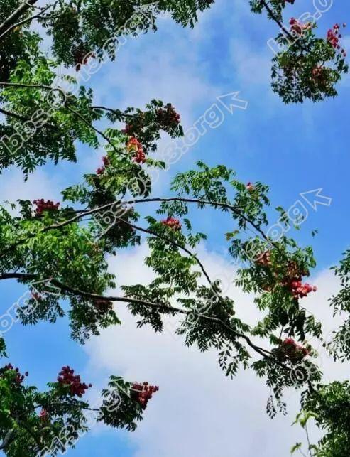 导航 69 南通市民论坛 69 关注南通 69 海门把这两种植物作为市