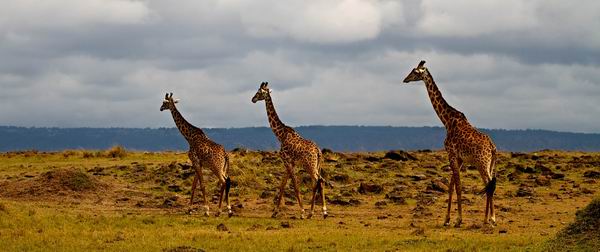 搭私人飞机，去极地探险，中国定制旅行悄然兴起