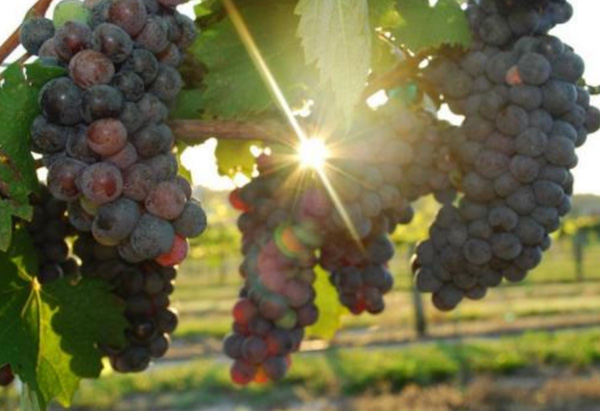 在加拿大大口吃肉认真喝酒