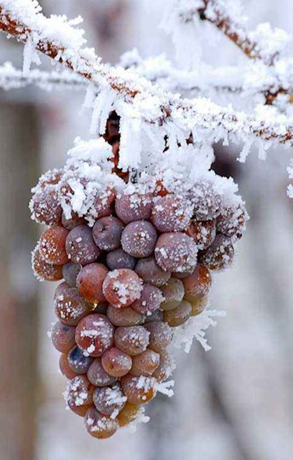 在加拿大大口吃肉认真喝酒