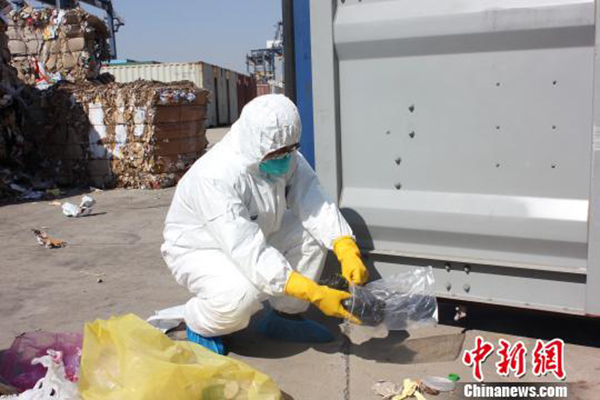 辽宁口岸首次截获来自日本黄胸鼠，可携带汉坦等14种病原体