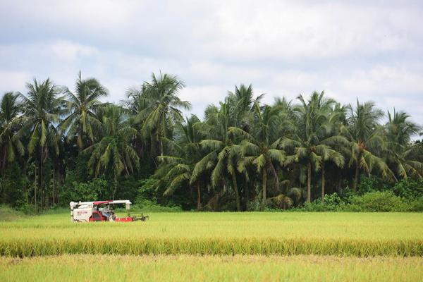海南将建水稻生产功能区和天然橡胶生产保护区