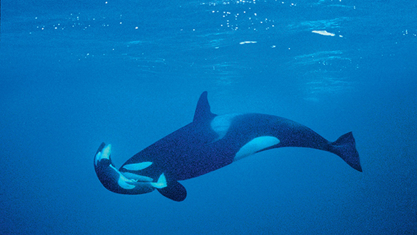 与大白鲨同游：对话著名野生动物摄影师阿莫斯·纳楚姆