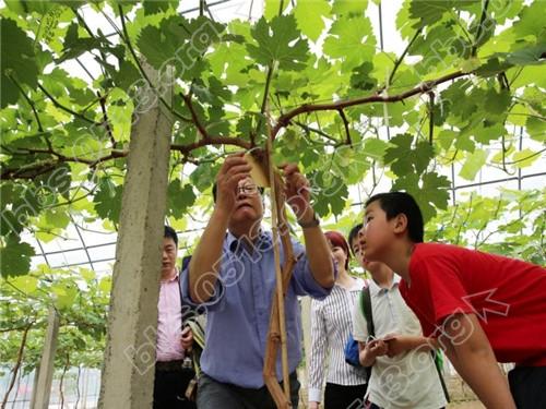 青龙桥社区：我和葡萄园的约会——“绿农在线”果树认领亲子篇 (2).jpg