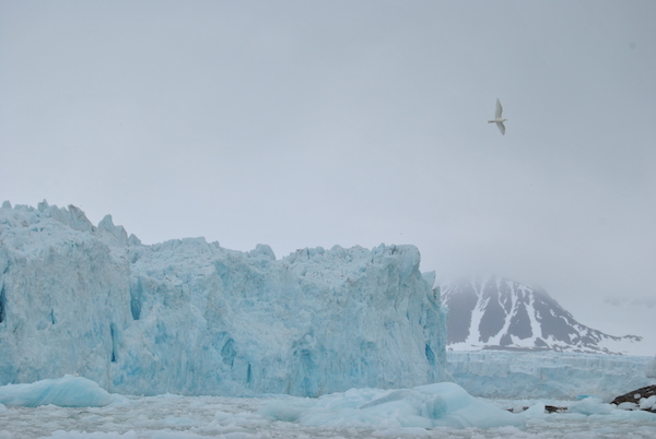 如何处心积虑地接近一头北极熊