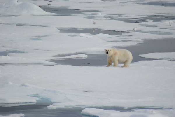 如何处心积虑地接近一头北极熊