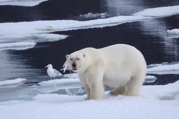 如何处心积虑地接近一头北极熊