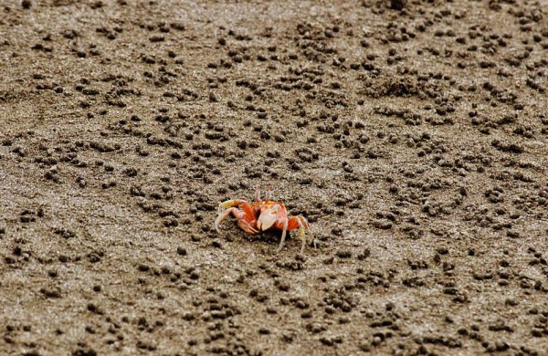 在穷人的加拉帕戈斯，体验与海狮同游