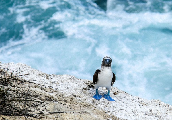 在穷人的加拉帕戈斯，体验与海狮同游