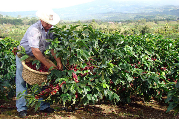 除了品种、产地和烘焙，海拔高低也会影响咖啡的风味