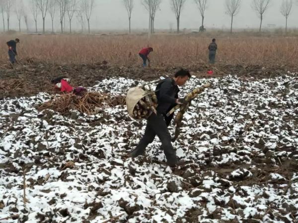 实地探访“莲藕滞销”迷雾：莲藕烂在地里，是滞销还是营销？