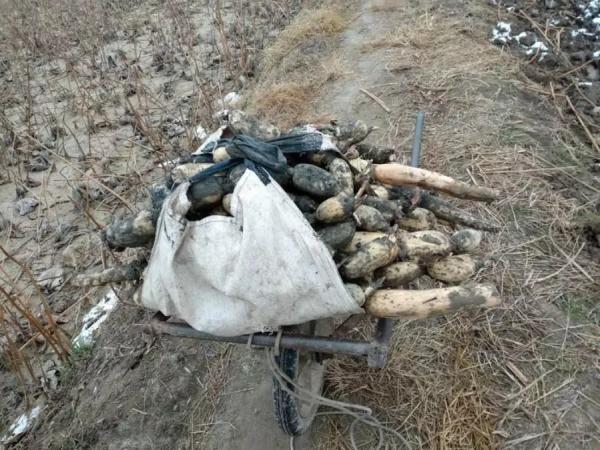 实地探访“莲藕滞销”迷雾：莲藕烂在地里，是滞销还是营销？