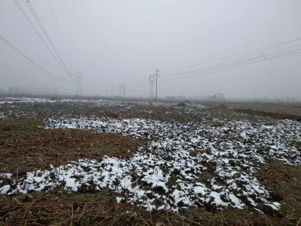 实地探访“莲藕滞销”迷雾：莲藕烂在地里，是滞销还是营销？