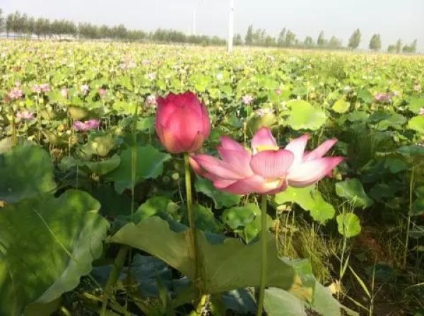 实地探访“莲藕滞销”迷雾：莲藕烂在地里，是滞销还是营销？