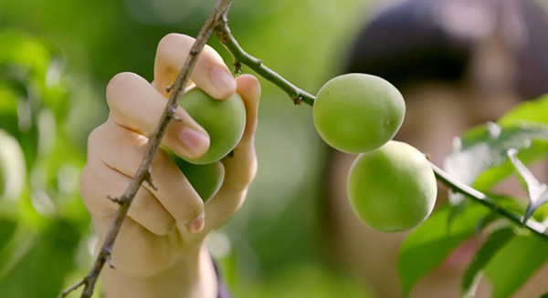 纪录片《水果传》：好吃性感又魔幻