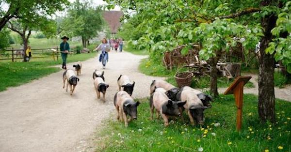 猪肉的美味汁水，如何渗入德国人的日常语言？