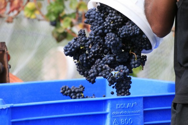 去新西兰寻找梦中的黑皮诺