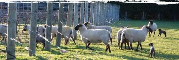 去新西兰寻找梦中的黑皮诺