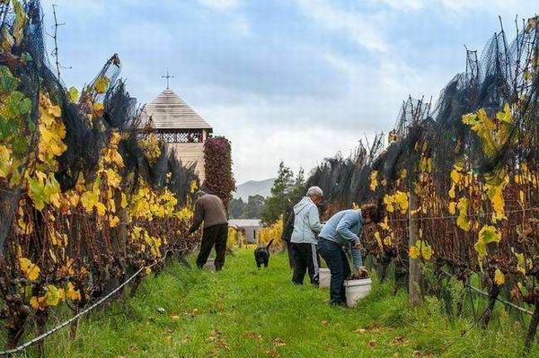 去新西兰寻找梦中的黑皮诺