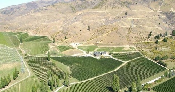 去新西兰寻找梦中的黑皮诺