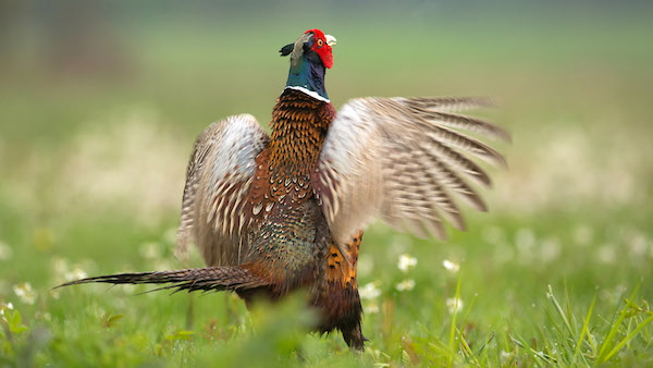 打鸟、追鹿和烧烤——英国人如何度过他们最爱的狩猎季