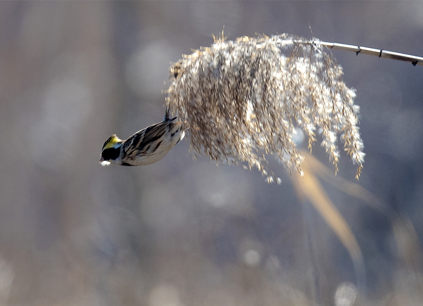 用嘴衔着芦花，不知干啥？.jpg
