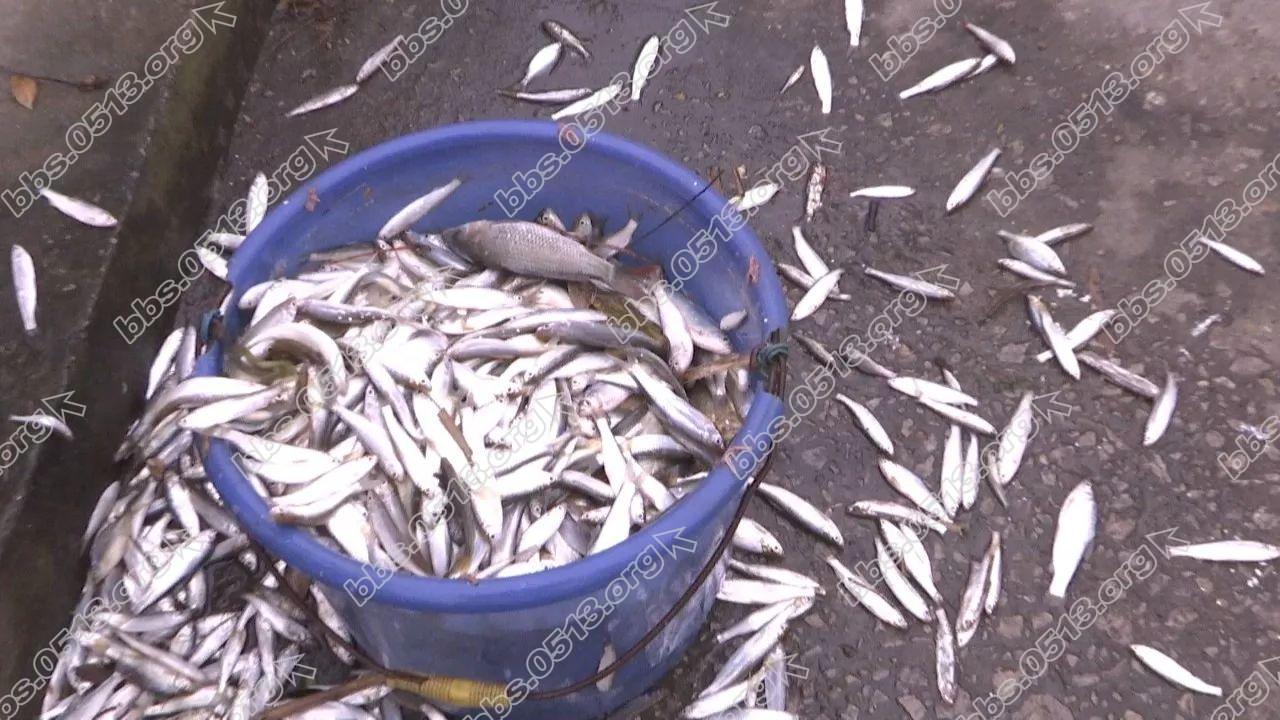 開發區小海閘河:大量死魚浮於水面 環保部門給出初步結論