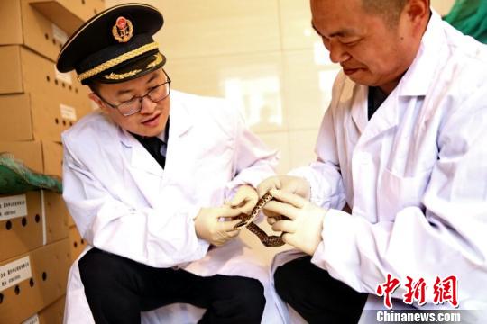 浙江首次出口活蛇至日本，共200公斤、价值1.14万美金