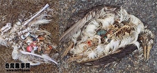 使用海洋垃圾而死亡的鸟类尸体