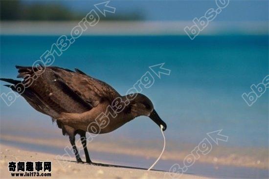 啄食海洋塑料垃圾的海鸟