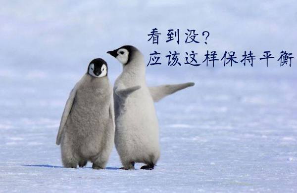 漫画｜冰雪天向企鹅学走路：膝微曲，手臂伸，外八字