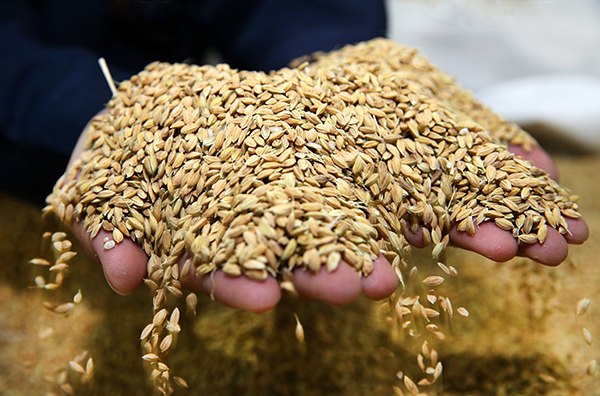 2017年中国稻米大豆进口量全球第一，中国口粮安全吗？