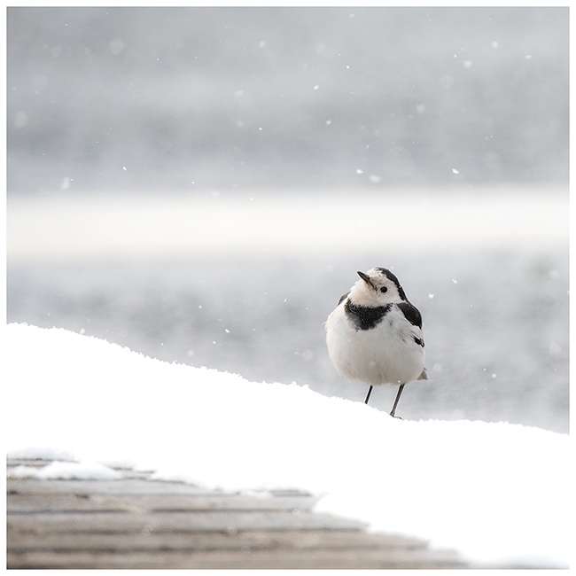 鹡鸰盼雪.jpg